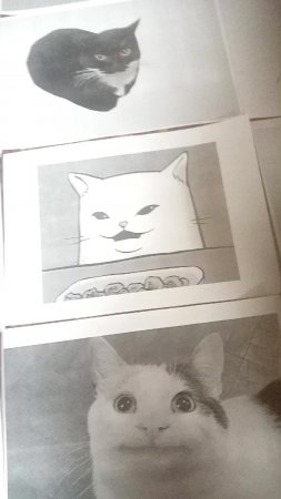 1 часть мемные котикт