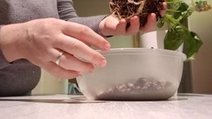 100 дней пересадки: алоказия кукулата