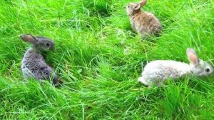 Зайчики на природе