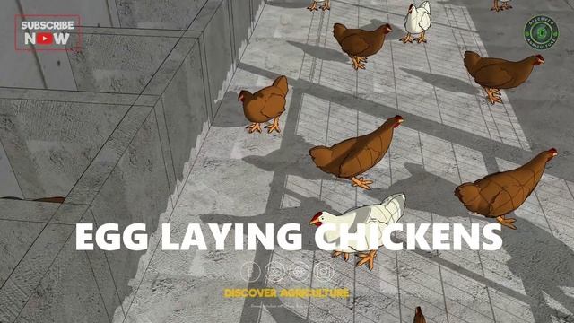 Egg Laying Chickens and Rooster Farming Together | Poultry Farm Business Plan