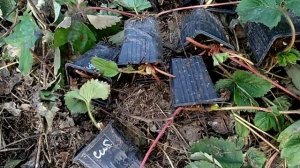 Клубника UO31508,  Сибилла, Дали (Dahli) и др. / Как прошла зима.