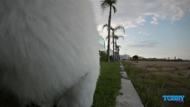 Tobby - Lhasa Apso - 2 Anos