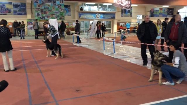 Национальная выставка собак всех пород зимний кубо