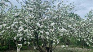 Ә кулында синен сирен иде! 36 нче  бүлек. Яңа хикәя.