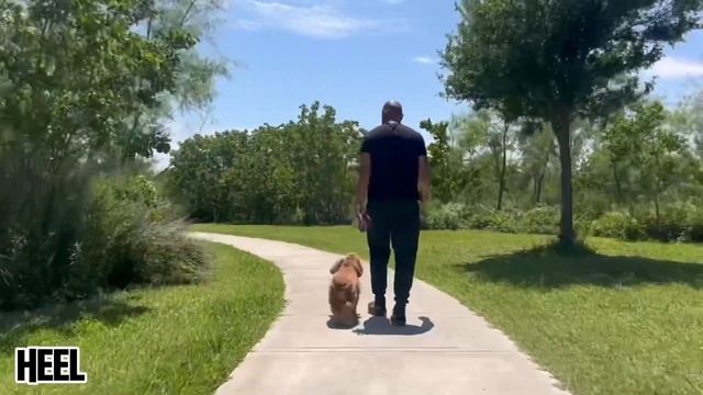 8 Y.O. English Cocker Spaniel “Santi” | 2-Week Board and Train (REACTIVE) | ATX DOG TRAINER смотреть онлайн