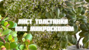 Лист Толстянки под микроскопом| Лист денежного дерева под микроскопом| Лист под микроскопом