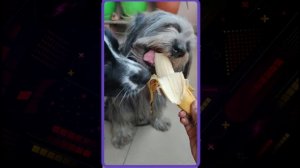 Dog Eating Banana | Lhasa apso cocker spaniel mix | Black Lhasa apso | gray Lhasa apso