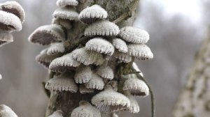 Конец января ГРИБЫ В ЛЕСУ! Мы сегодня с грибами!