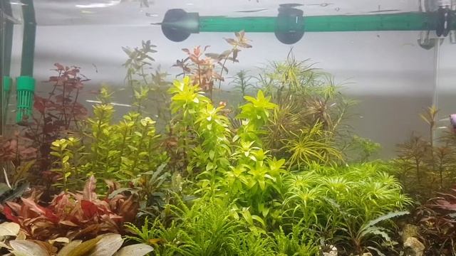 Dutch Aquarium style 2020 AGA size 50×30×30 смотреть онлайн