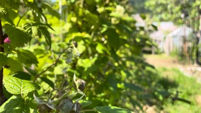 Почти созрела малина в Сочи смотреть онлайн