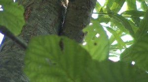 ДЕРЕВО скрипит