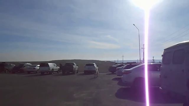 Бекет-Ата  Казахский төбет убегает с шельпеком в зубах