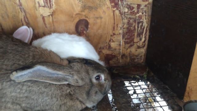 Случка кролей (серого великана с белым великаном) смотреть онлайн