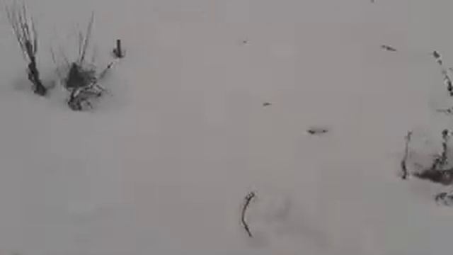 Первая зима Стаффа