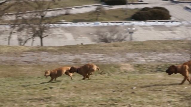 APBT - Игры ПИТОЗАВРОВ!