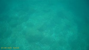 Кукумария и гребешок Свифта.MP4