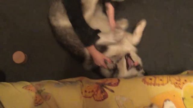 Хаски ворчит и чихает смотреть онлайн