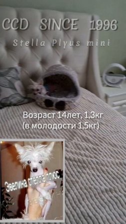 ❤️Навеки#ccd #hairlessdog #миникхс #миникхс #мойпитомец  #lovedog#моясобака  #китайскаяхохлатая