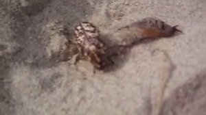 здравствуй маша я дубровский