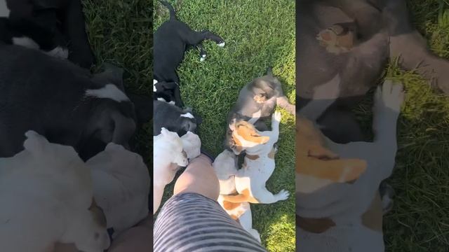 Щенки Американского бульдога и староанглийского бульдога. Питомник Карпен Диаз смотреть онлайн