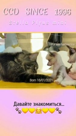 #shortsvideo#китайскаяхохлатая#chinesecrested#миникхс#мультик#hairlessdog#ccd #кхс #puppy #мейкун