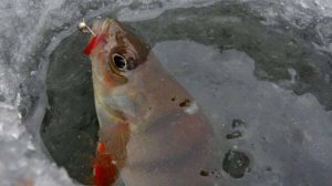 Спасатели предупреждают рыбаков об опасности зимней рыбалки в Казахстане