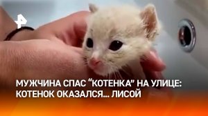 "Котенок" - не котенок: мужчина спас и выходил лисенка на улице