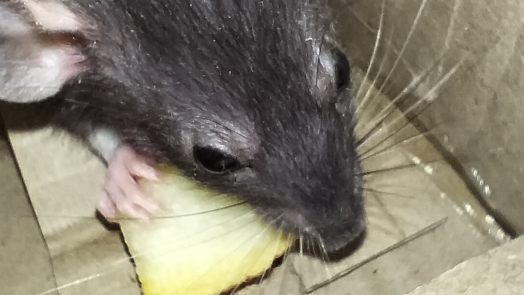 крыска смотреть онлайн