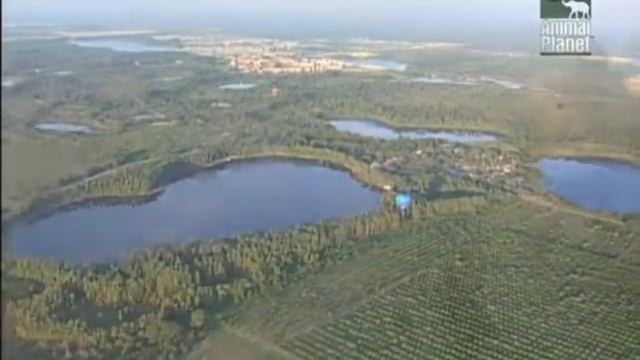 Йоркширский терьер.
