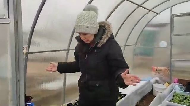 Петуния  ампельная, пересадка в 2 литра. Ночные и дневные температуры, закаляем растения.