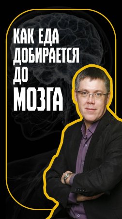 Как мозг воспринимает вкус?
Доклад нейрофизиолога Вячеслава Дубынина
#зож #тренды #2025
