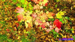 ДОРОГИ  ОСЕНИ ...Автор А.Нельсон