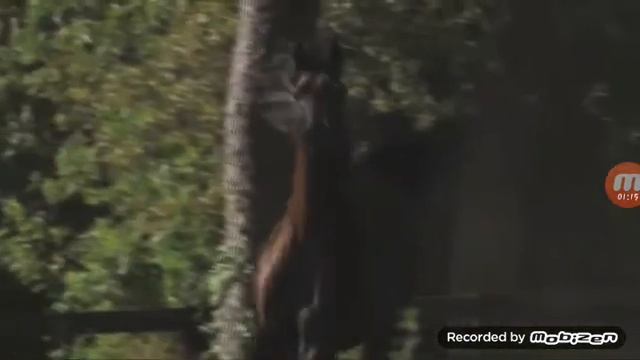 Лошади Арабы 😍😍😍😍😍😍 читать описание )))))) смотреть онлайн