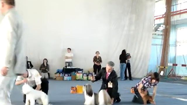 лхаса апсо  BEST IX группы