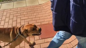 Дрессировка кадебо.