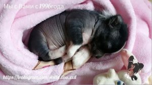 Chinese Crested miniatura