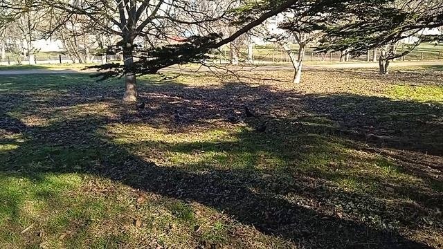 Воронцовский парк (вОроны) 270125