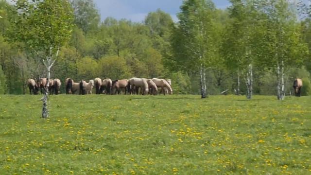 Отпускаем жеребцов в табун к остальным лошадям/ Башкирская порода лошадей