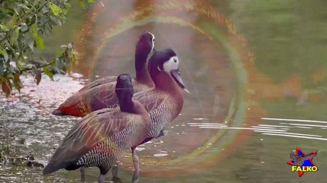 MATRIX КОЛЛЕКТИВКА 18.01.25 - THE COLLECTIVE MATRIX