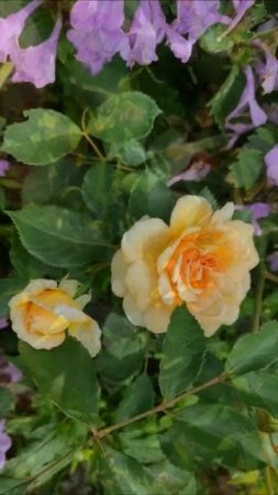 Июнь 2024. Розы #ольга_дом_и_дача #дачакакесть #flowers #garden