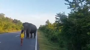 Девочка и слон