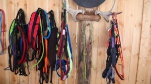 Быстрые лапы: как тюменцы открыли деревню ездовых собак