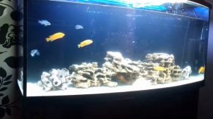 запуск цихлидника 250л