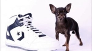 Miracle Milly  World's Smallest Dog at 3 8 Inches