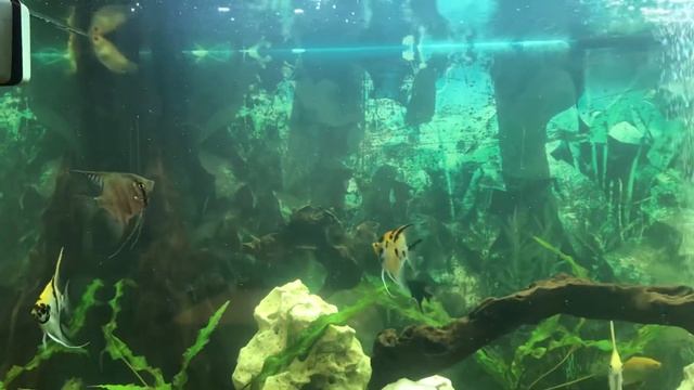 Купил себе аквариум смотреть онлайн