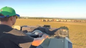 Туристы увидели как появляется жеребенок/ Завезли дополнительные корма животным/ КФХ Идиятуллин