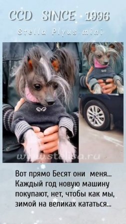 Кого еще бесят? #shortsvideo #китайскаяхохлатая #миникхс #chinesecrested #мультик#hairlessdog #ccd