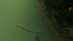 ПОДЪЁМ ЗАТОНУВШИХ КОРАБЛЕЙ В КОРСАКОВЕ | ЕЖЕНЕДЕЛЬНЫЙ ДАЙДЖЕСТ #6