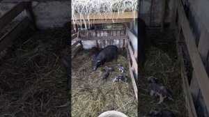 #первый #опорос #вьетнамской #свинки, #маме 9 #месяцев, привела 5 #поросят, 3 #самца и 2 #самки