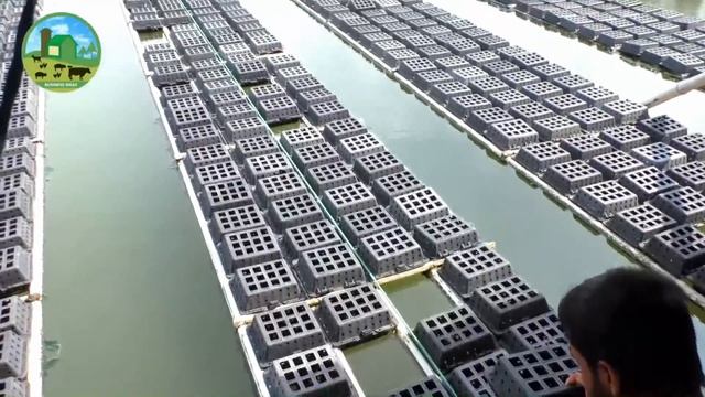 How to Start Business Soft Shell Crab Farming - Crab Farming Business Plan - Agriculture Technology